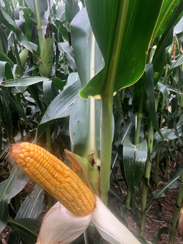 Madison County, NE